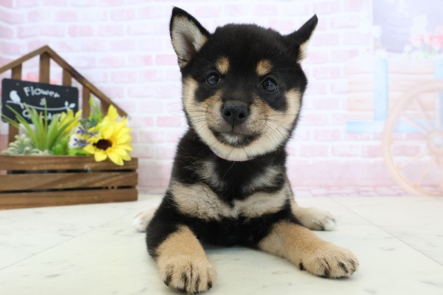 愛媛県の豆柴 (Coo&RIKU大洲店/2026年2月28日生まれ/女の子/黒)の子犬の1枚目の画像