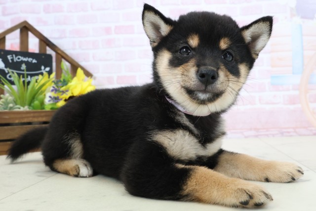 愛媛県の豆柴 (Coo&RIKU大洲店/2026年2月28日生まれ/女の子/黒)の子犬の2枚目の画像