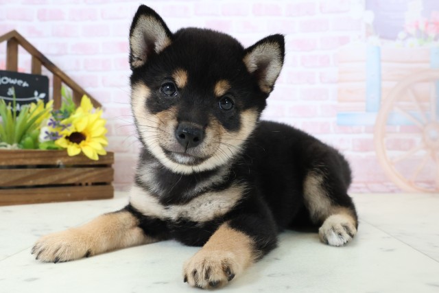 愛媛県の豆柴 (Coo&RIKU大洲店/2026年2月28日生まれ/女の子/黒)の子犬の3枚目の画像