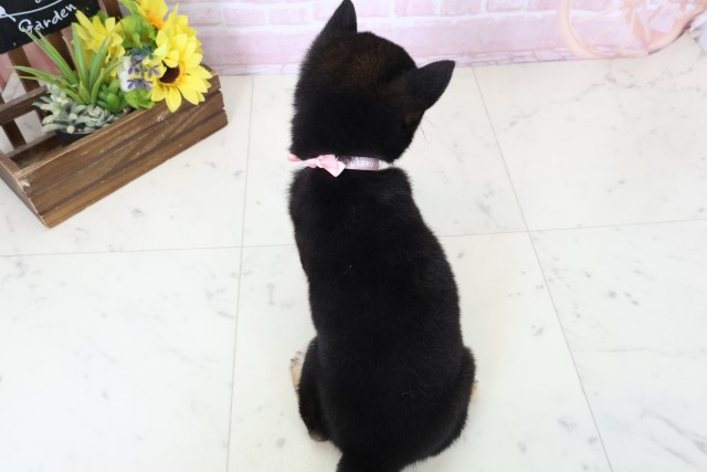 愛媛県の豆柴 (Coo&RIKU大洲店/2026年2月28日生まれ/女の子/黒)の子犬の4枚目の画像