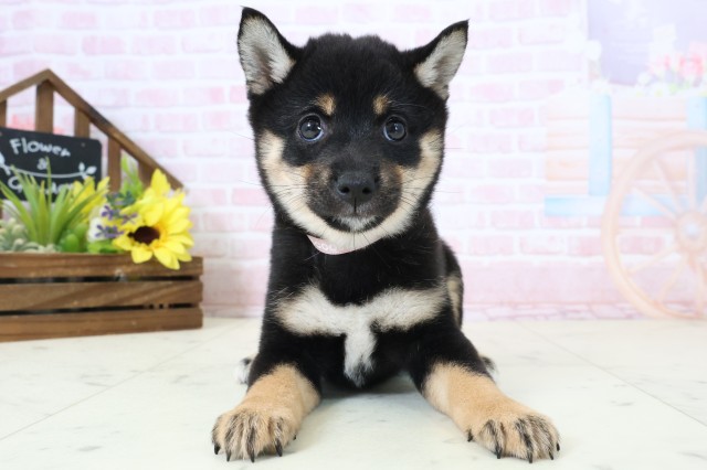 愛媛県の豆柴 (Coo&RIKUイオンタウン川之江店/2026年2月28日生まれ/女の子/黒)の子犬の1枚目の画像