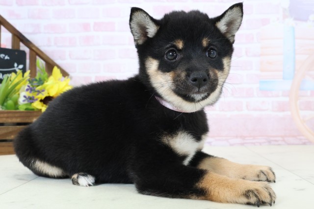 愛媛県の豆柴 (Coo&RIKUイオンタウン川之江店/2026年2月28日生まれ/女の子/黒)の子犬の2枚目の画像