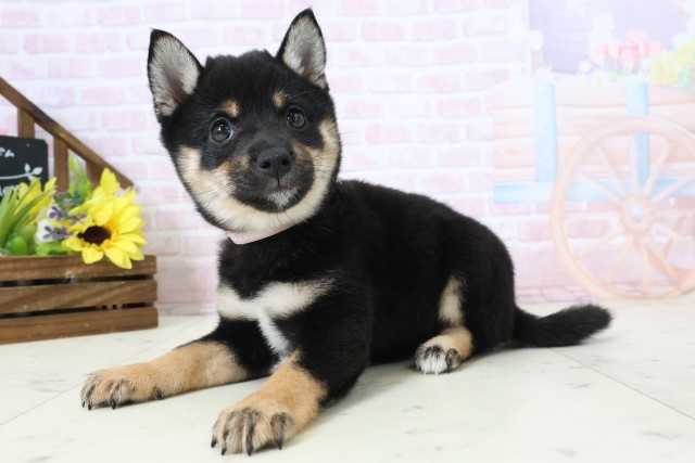 愛媛県の豆柴 (Coo&RIKUイオンタウン川之江店/2026年2月28日生まれ/女の子/黒)の子犬の3枚目の画像