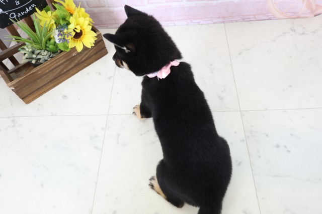 愛媛県の豆柴 (Coo&RIKUイオンタウン川之江店/2026年2月28日生まれ/女の子/黒)の子犬の4枚目の画像