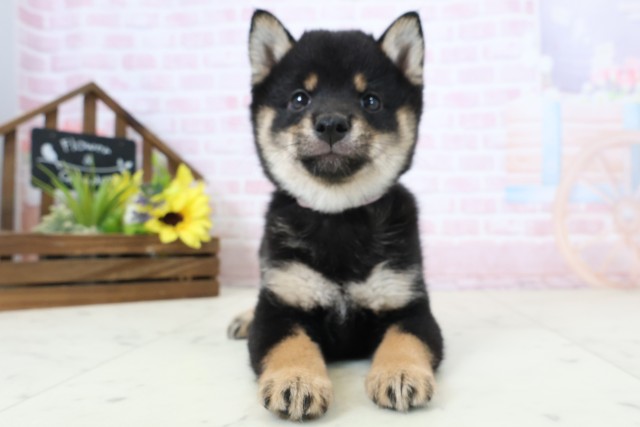 高知県の豆柴 (Coo&RIKU高知御座店/2026年2月28日生まれ/女の子/黒)の子犬の1枚目の画像