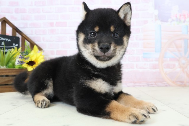 高知県の豆柴 (Coo&RIKU高知御座店/2026年2月28日生まれ/女の子/黒)の子犬の2枚目の画像