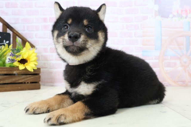 高知県の豆柴 (Coo&RIKU高知御座店/2026年2月28日生まれ/女の子/黒)の子犬の3枚目の画像