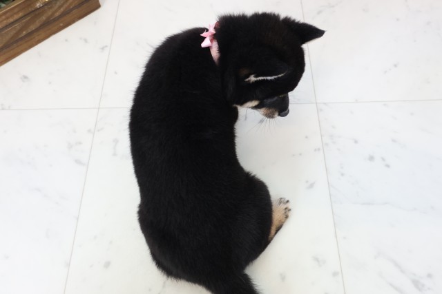 高知県の豆柴 (Coo&RIKU高知御座店/2026年2月28日生まれ/女の子/黒)の子犬の4枚目の画像