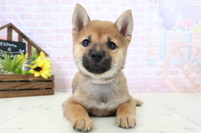 山口県の豆柴 (Coo&RIKUシーモール下関店/2026年2月28日生まれ/女の子/赤)の子犬の1枚目の画像