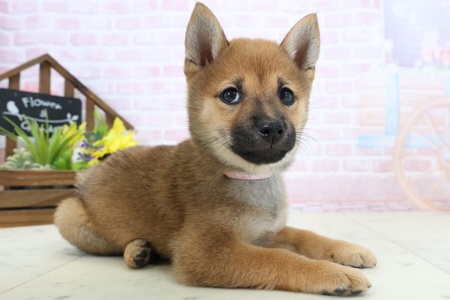 山口県の豆柴 (Coo&RIKUシーモール下関店/2026年2月28日生まれ/女の子/赤)の子犬の2枚目の画像