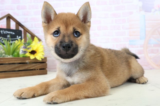 山口県の豆柴 (Coo&RIKUシーモール下関店/2026年2月28日生まれ/女の子/赤)の子犬の3枚目の画像