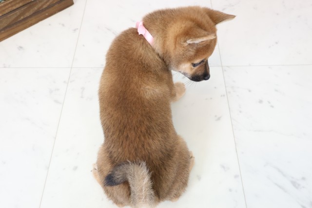 山口県の豆柴 (Coo&RIKUシーモール下関店/2026年2月28日生まれ/女の子/赤)の子犬の4枚目の画像