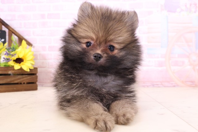 福岡県のポメラニアン (Coo&RIKU大牟田店/2026年3月1日生まれ/男の子/ウルフセーブル)の子犬の1枚目の画像