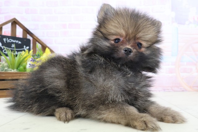 福岡県のポメラニアン (Coo&RIKU大牟田店/2026年3月1日生まれ/男の子/ウルフセーブル)の子犬の2枚目の画像