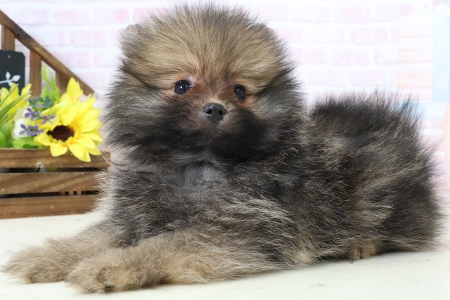 福岡県のポメラニアン (Coo&RIKU大牟田店/2026年3月1日生まれ/男の子/ウルフセーブル)の子犬の3枚目の画像