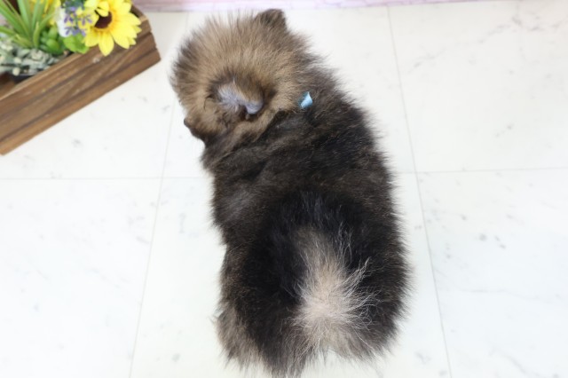 福岡県のポメラニアン (Coo&RIKU大牟田店/2026年3月1日生まれ/男の子/ウルフセーブル)の子犬の4枚目の画像