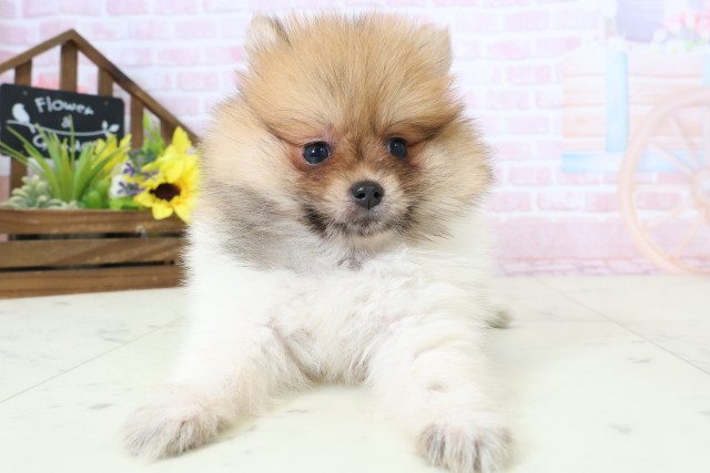 徳島県のポメラニアン (Coo&RIKU徳島店/2026年3月1日生まれ/女の子/パーティーカラー)の子犬の1枚目の画像