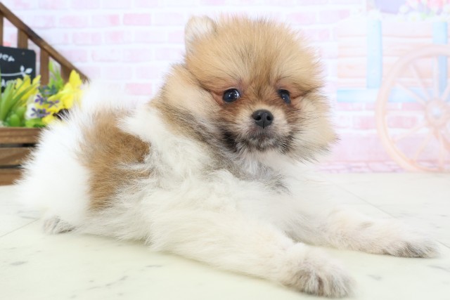 徳島県のポメラニアン (Coo&RIKU徳島店/2026年3月1日生まれ/女の子/パーティーカラー)の子犬の2枚目の画像