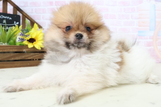 徳島県のポメラニアン (Coo&RIKU徳島店/2026年3月1日生まれ/女の子/パーティーカラー)の子犬の3枚目の画像