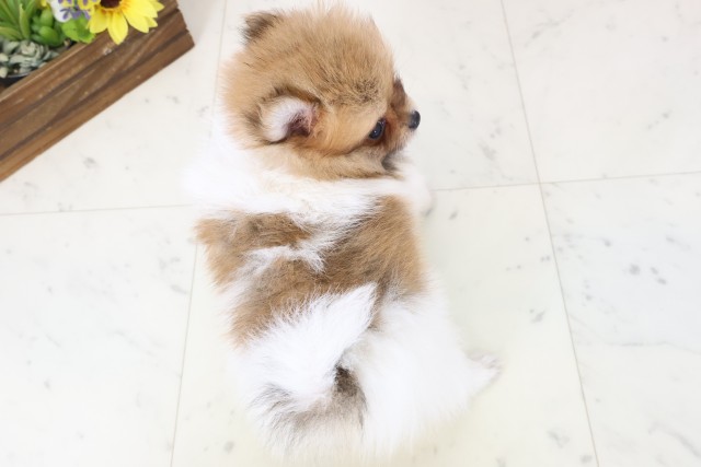 徳島県のポメラニアン (Coo&RIKU徳島店/2026年3月1日生まれ/女の子/パーティーカラー)の子犬の4枚目の画像