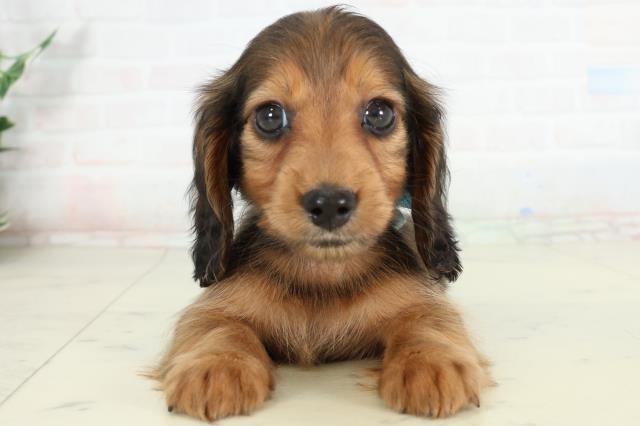 香川県のミニチュアダックスフンド(ロング) (Coo&RIKU高松上福岡店/2026年2月26日生まれ/男の子/レッド)の子犬