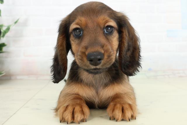 広島県のミニチュアダックスフンド(ロング) (Coo&RIKUゆめタウン大竹店/2026年2月26日生まれ/女の子/レッド)の子犬の1枚目の画像