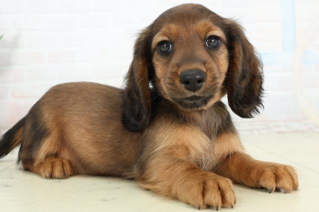 広島県のミニチュアダックスフンド(ロング) (Coo&RIKUゆめタウン大竹店/2026年2月26日生まれ/女の子/レッド)の子犬の2枚目の画像