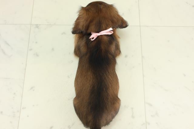 広島県のミニチュアダックスフンド(ロング) (Coo&RIKUゆめタウン大竹店/2026年2月26日生まれ/女の子/レッド)の子犬の4枚目の画像