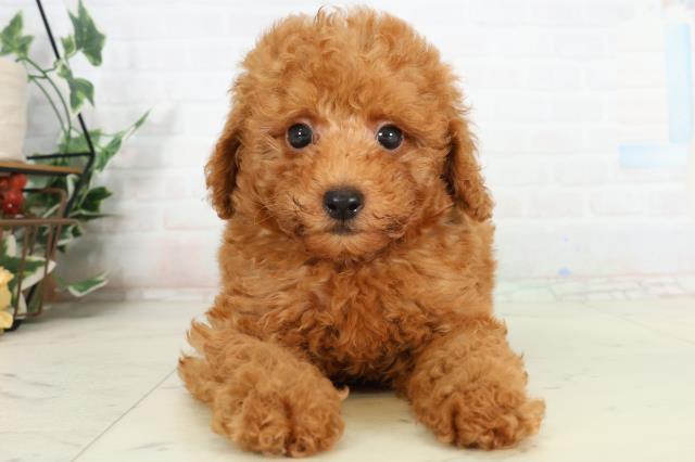 愛媛県のトイプードル(トイ) (Coo&RIKU愛媛松山店/2026年2月26日生まれ/男の子/アプリコット)の子犬の1枚目の画像