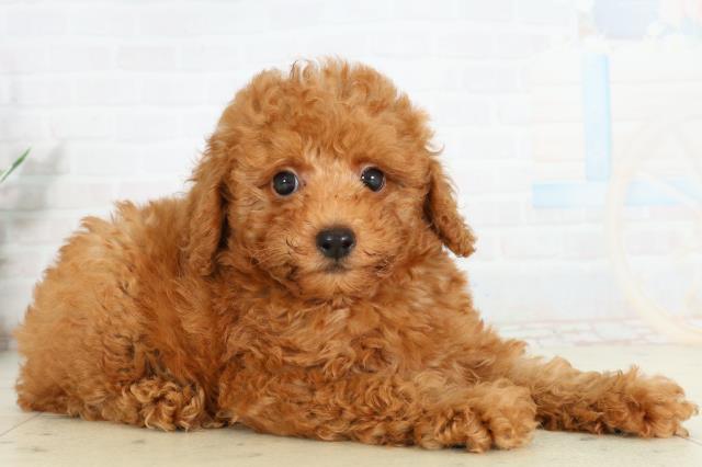 愛媛県のトイプードル(トイ) (Coo&RIKU愛媛松山店/2026年2月26日生まれ/男の子/アプリコット)の子犬の2枚目の画像