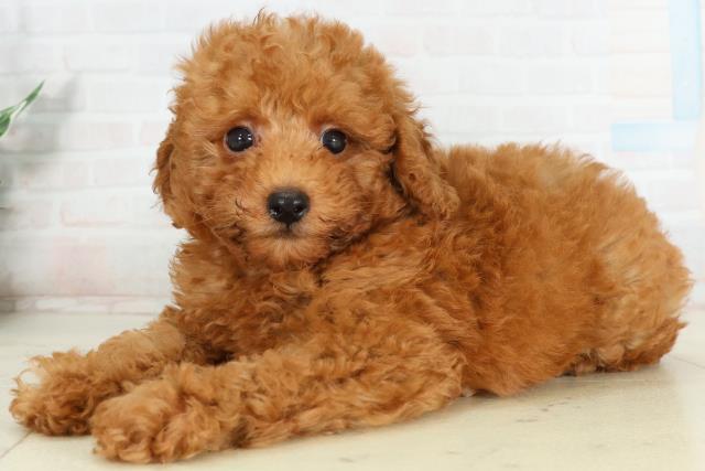 愛媛県のトイプードル(トイ) (Coo&RIKU愛媛松山店/2026年2月26日生まれ/男の子/アプリコット)の子犬の3枚目の画像