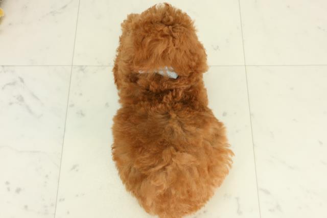 愛媛県のトイプードル(トイ) (Coo&RIKU愛媛松山店/2026年2月26日生まれ/男の子/アプリコット)の子犬の4枚目の画像