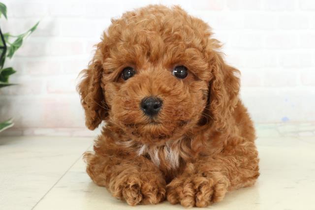 トイ・プードル