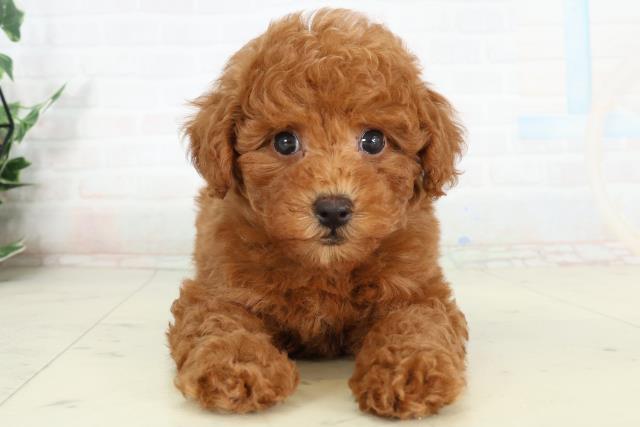 山口県のトイプードル(トイ) (Coo&RIKUサンパークあじす店/2026年2月28日生まれ/男の子/アプリコット)の子犬の1枚目の画像