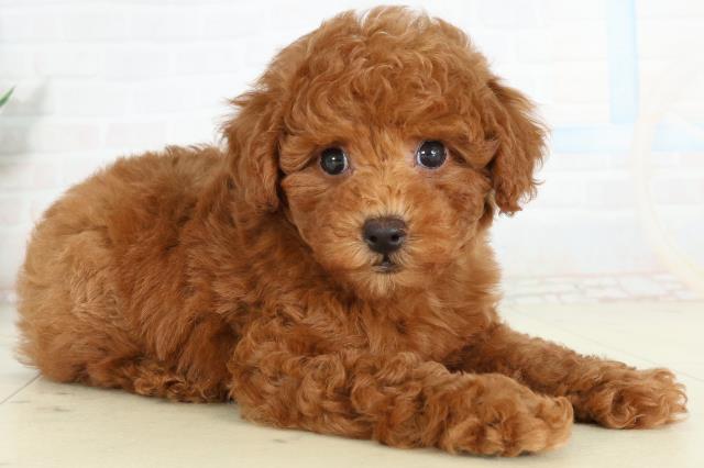 山口県のトイプードル(トイ) (Coo&RIKUサンパークあじす店/2026年2月28日生まれ/男の子/アプリコット)の子犬の2枚目の画像