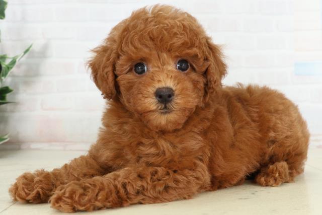 山口県のトイプードル(トイ) (Coo&RIKUサンパークあじす店/2026年2月28日生まれ/男の子/アプリコット)の子犬の3枚目の画像