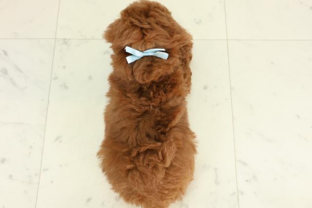 山口県のトイプードル(トイ) (Coo&RIKUサンパークあじす店/2026年2月28日生まれ/男の子/アプリコット)の子犬の4枚目の画像