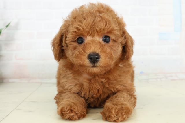 福岡県のトイプードル(トイ) (Coo&RIKU小倉店/2026年2月28日生まれ/女の子/アプリコット)の子犬の1枚目の画像