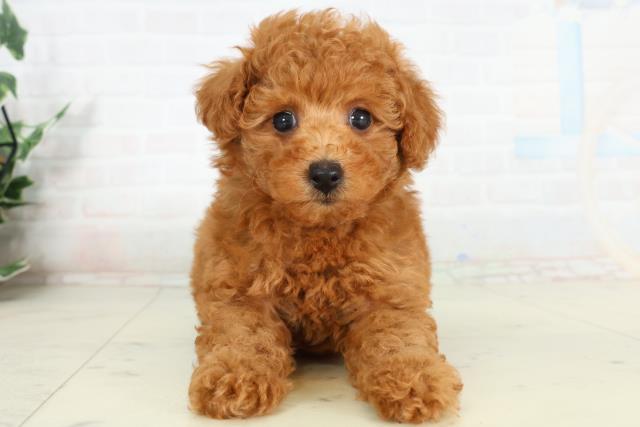 宮崎県のトイプードル(トイ) (Coo&RIKU宮崎店/2026年2月28日生まれ/女の子/アプリコット)の子犬の1枚目の画像