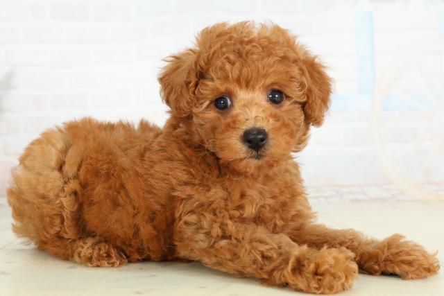 宮崎県のトイプードル(トイ) (Coo&RIKU宮崎店/2026年2月28日生まれ/女の子/アプリコット)の子犬の2枚目の画像