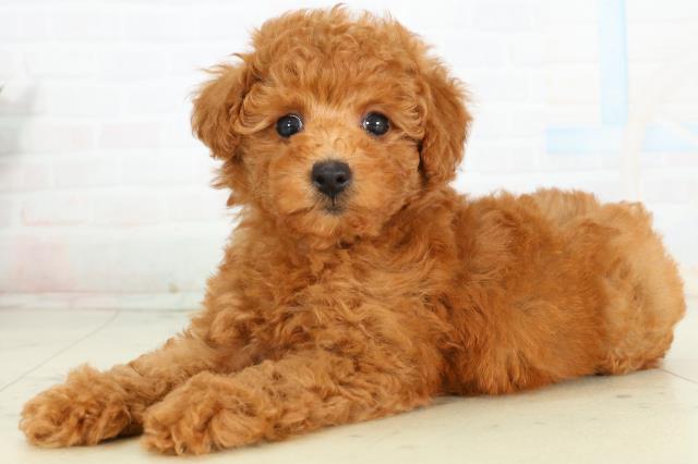 宮崎県のトイプードル(トイ) (Coo&RIKU宮崎店/2026年2月28日生まれ/女の子/アプリコット)の子犬の3枚目の画像