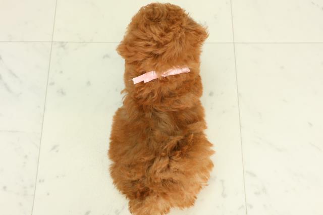 宮崎県のトイプードル(トイ) (Coo&RIKU宮崎店/2026年2月28日生まれ/女の子/アプリコット)の子犬の4枚目の画像