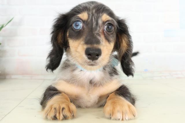 徳島県のミニチュアダックスフンド(ロング) (Coo&RIKU徳島店/2026年2月25日生まれ/男の子/シルバーダップル)の子犬の1枚目の画像