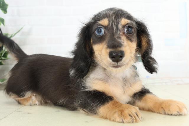 徳島県のミニチュアダックスフンド(ロング) (Coo&RIKU徳島店/2026年2月25日生まれ/男の子/シルバーダップル)の子犬の2枚目の画像