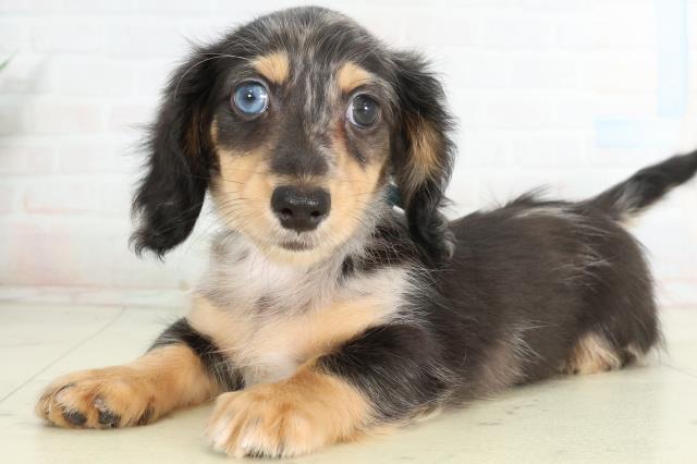 徳島県のミニチュアダックスフンド(ロング) (Coo&RIKU徳島店/2026年2月25日生まれ/男の子/シルバーダップル)の子犬の3枚目の画像