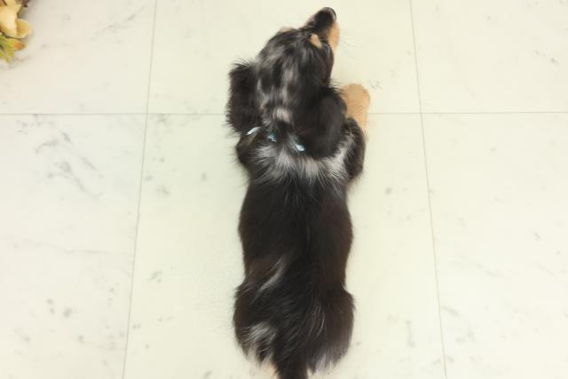 徳島県のミニチュアダックスフンド(ロング) (Coo&RIKU徳島店/2026年2月25日生まれ/男の子/シルバーダップル)の子犬の4枚目の画像