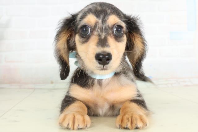 愛媛県のミニチュアダックスフンド(ロング) (Coo&RIKU愛媛松山店/2026年2月25日生まれ/女の子/シルバーダップル)の子犬の1枚目の画像