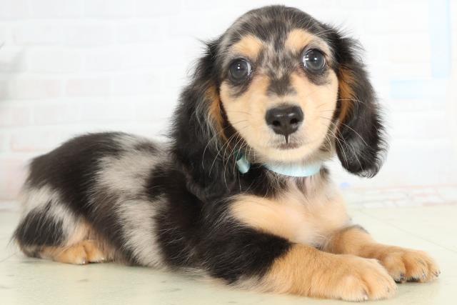 愛媛県のミニチュアダックスフンド(ロング) (Coo&RIKU愛媛松山店/2026年2月25日生まれ/女の子/シルバーダップル)の子犬の2枚目の画像