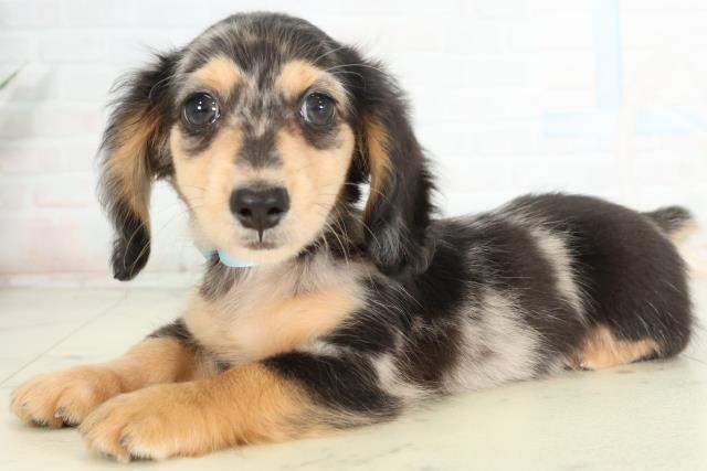 愛媛県のミニチュアダックスフンド(ロング) (Coo&RIKU愛媛松山店/2026年2月25日生まれ/女の子/シルバーダップル)の子犬の3枚目の画像