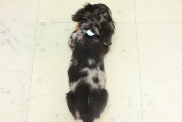 愛媛県のミニチュアダックスフンド(ロング) (Coo&RIKU愛媛松山店/2026年2月25日生まれ/女の子/シルバーダップル)の子犬の4枚目の画像